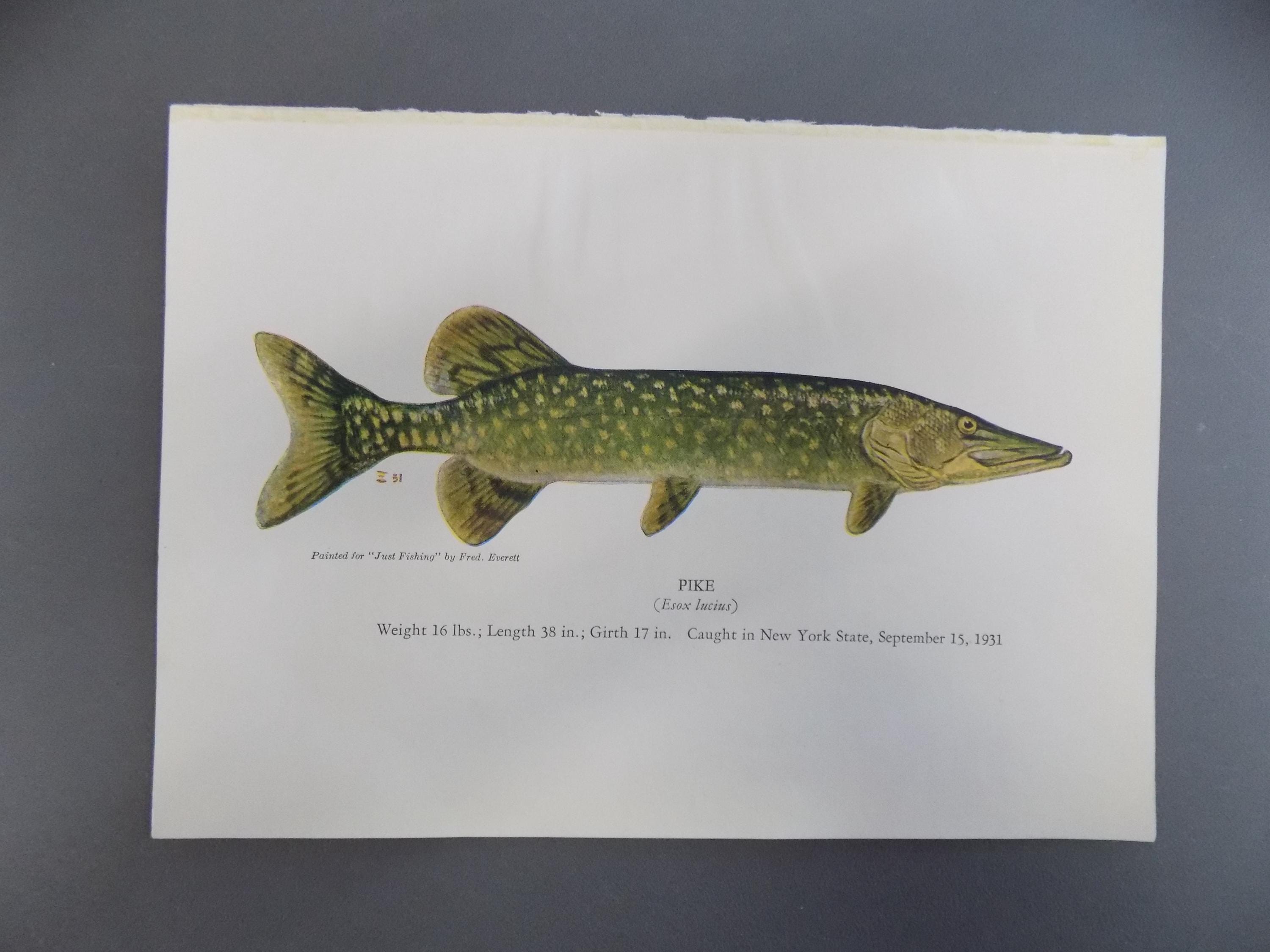 Pike Fish Engraving