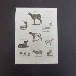 May include: A vintage black and white print of different types of sheep. The print is titled "Ovis" and includes the text "The Ovis" and "Mouflon Ram".