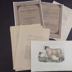 FREE SHIPPING!!!! Sheep, Animals, Antique, French, Sheep Prints