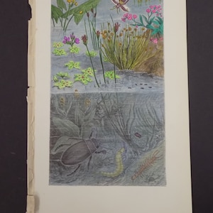 May include: A vintage illustration depicting a pond ecosystem. The top half shows a variety of plants and flowers, including a pink flower with a bee hovering above it. The bottom half shows a beetle, a worm, and a centipede in the water.