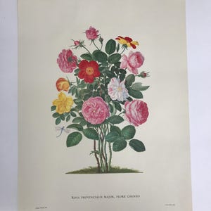 May include: A botanical print of Rosa Provincialis Major, Flore Carneo, featuring a cluster of roses in various shades of pink, red, yellow, and white. The print includes green leaves and stems, with a dragonfly. The text at the bottom reads "Rosa Provincialis Major, Flore Carneo."