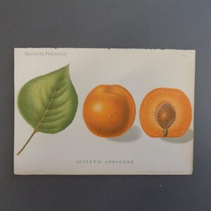 FREE SHIPPING!!!! Fruit, Botanicals, German, Chromolithograph, Apricot, Apricots