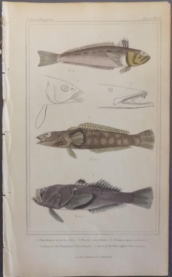Types Of Fish Beginning With P