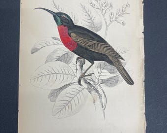 FREE SHIPPING!!!! Birds, Jardine, Naturalist's Ornithology Library, 1840, Hummingbirds, Nectarinia Natalensis, #12