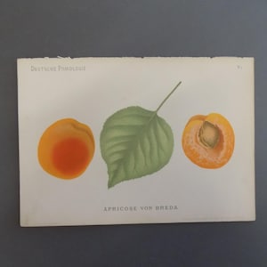 FREE SHIPPING!!!! Fruit, Botanicals, German, Chromolithograph, Apricot, Apricots