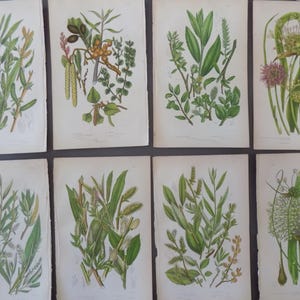 FREE SHIPPING! Antique Botanicals, Flowers, Anne Pratt, Clearance, 8 Prints