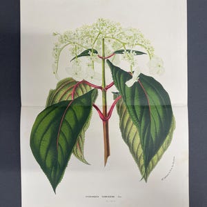 May include: Botanical illustration of a Hydrangea pubescens plant. The image features a detailed drawing of the plant with large green leaves, red veins, and delicate white flowers. The stem is brown and the background is white.