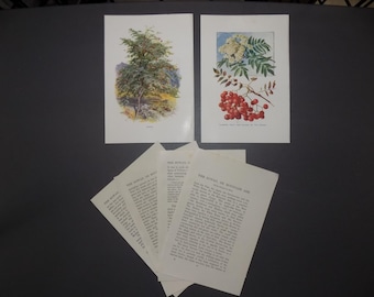 FREE SHIPPING!!!! Trees, Fruit, Botanicals, Nuts, English, Leaves, Antique, Rowan
