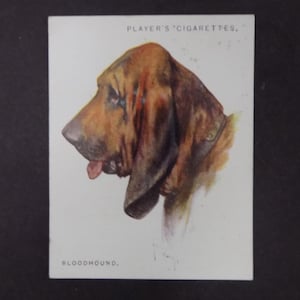 Bloodhound Tobacco