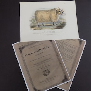 FREE SHIPPING!!!! Sheep, Animals, Antique, French, Sheep Prints