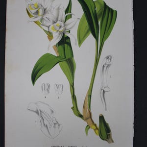 May include: Botanical illustration of a Coelogyne Cumigii orchid. The image features detailed drawings of the plant's flowers, leaves, and stem, with labels and annotations. The flowers are white with yellow centers, and the leaves are green.