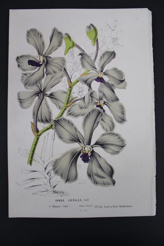 Antique Botanicals, Van Houtte, C.1850, Flowers, Single Page