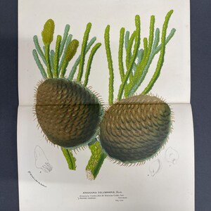 May include: Botanical illustration of Araucaria columnaris, featuring two large, brown, cone-like structures with spiky exteriors. Green, branch-like stems extend upwards, with smaller, light green buds. The illustration is on a white background with text at the bottom.