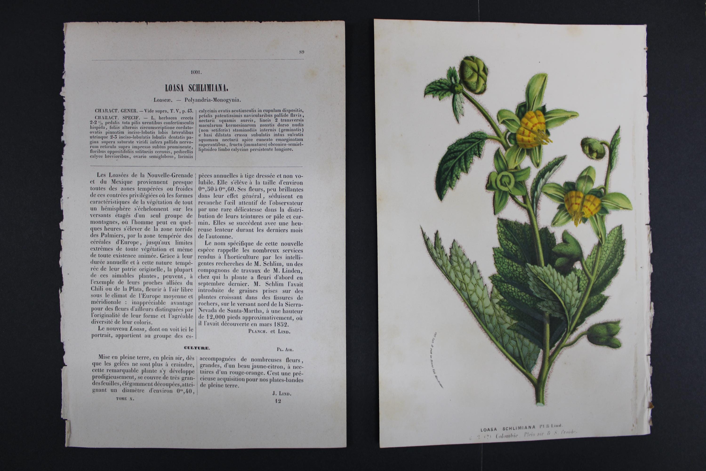 逸品　絵合わせ札35枚　木版画　縁結び縁切り　男女　江戸　和骨董　アンティーク Antique Botanical Print, Gift for Plant Lover, Vintage