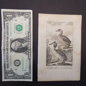 May include: A black and white antique print of two birds. The print is on a white paper background. The text "LE GEESE CORNE" and "LE SANTAGNEET" is printed below the image.