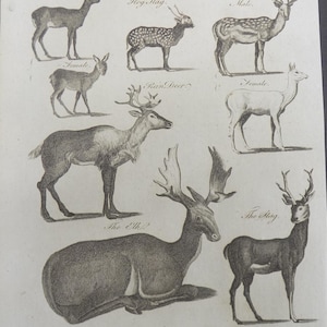 May include: An antique illustration of various deer species, including a fallow deer, a roebuck, a reindeer, an elk, and a stag. The illustration is in black and white and features detailed drawings of the animals.
