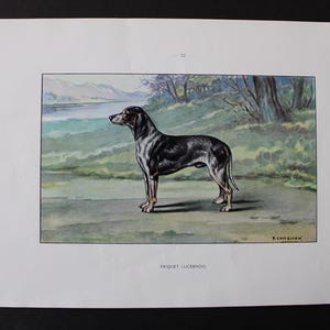 May include: A vintage print of a dog, likely a hunting breed, standing in profile. The dog has a black and silver coat with tan legs, set against a backdrop of a lake, trees, and mountains. The print is framed on white paper.