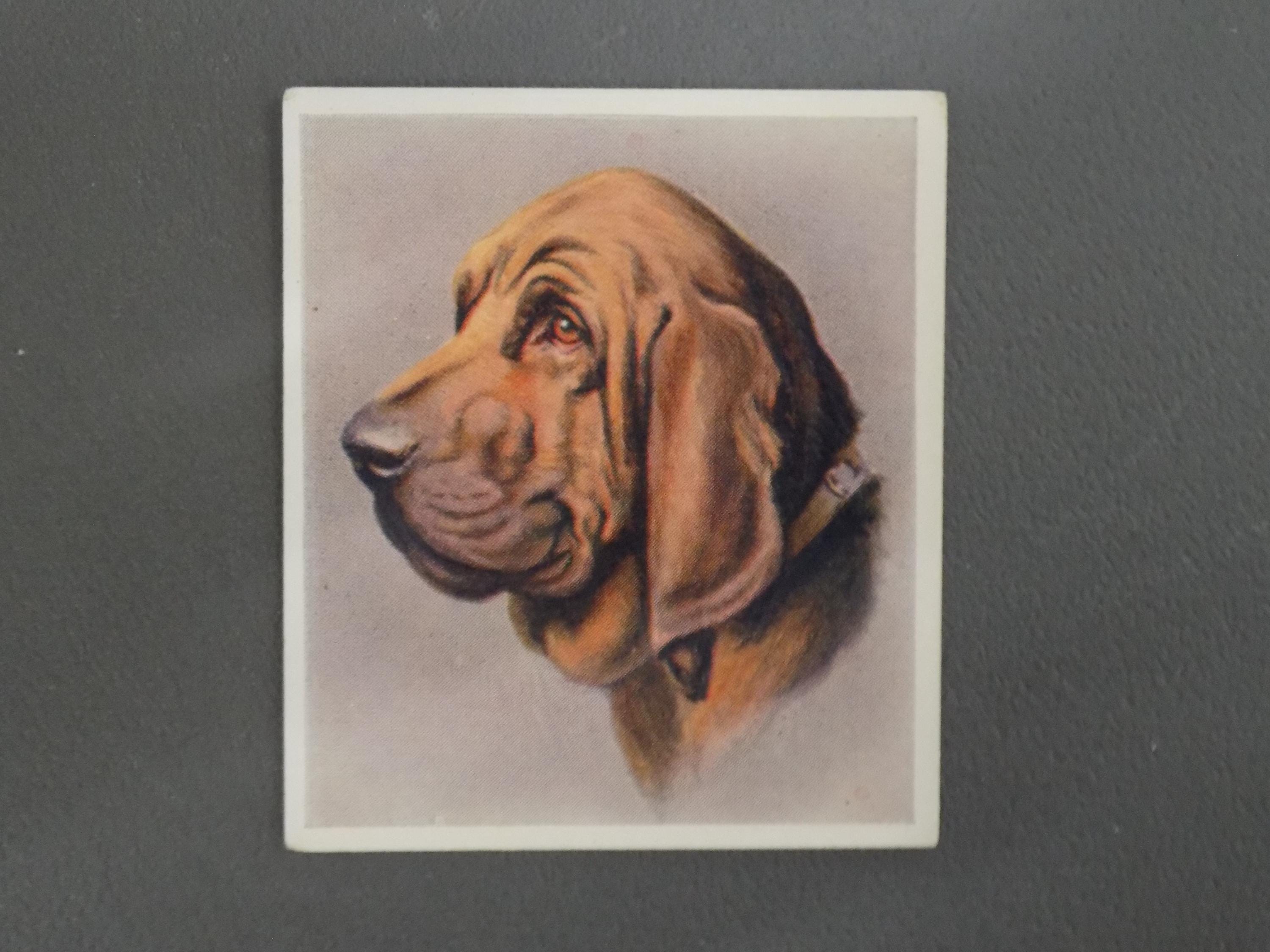 Bloodhound Tobacco