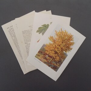 May include: A set of four vintage botanical prints featuring a maple leaf, a sycamore leaf, and a tree with yellow leaves. The prints include text about the trees.