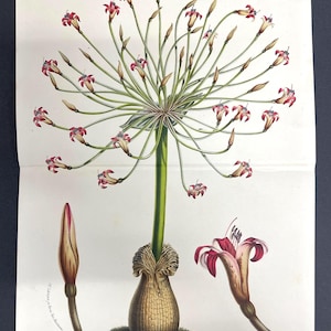 May include: Antique botanical illustration of Brunsvigia Josephinae, featuring a central stalk with radiating stems bearing red and white flowers. The print includes detailed depictions of a bud and a single bloom, showcasing the plant's structure.