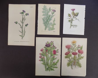 FREE SHIPPING!!!! Thistle, Antique Botanical, Vintage, Antique, Pratt, Sowerby
