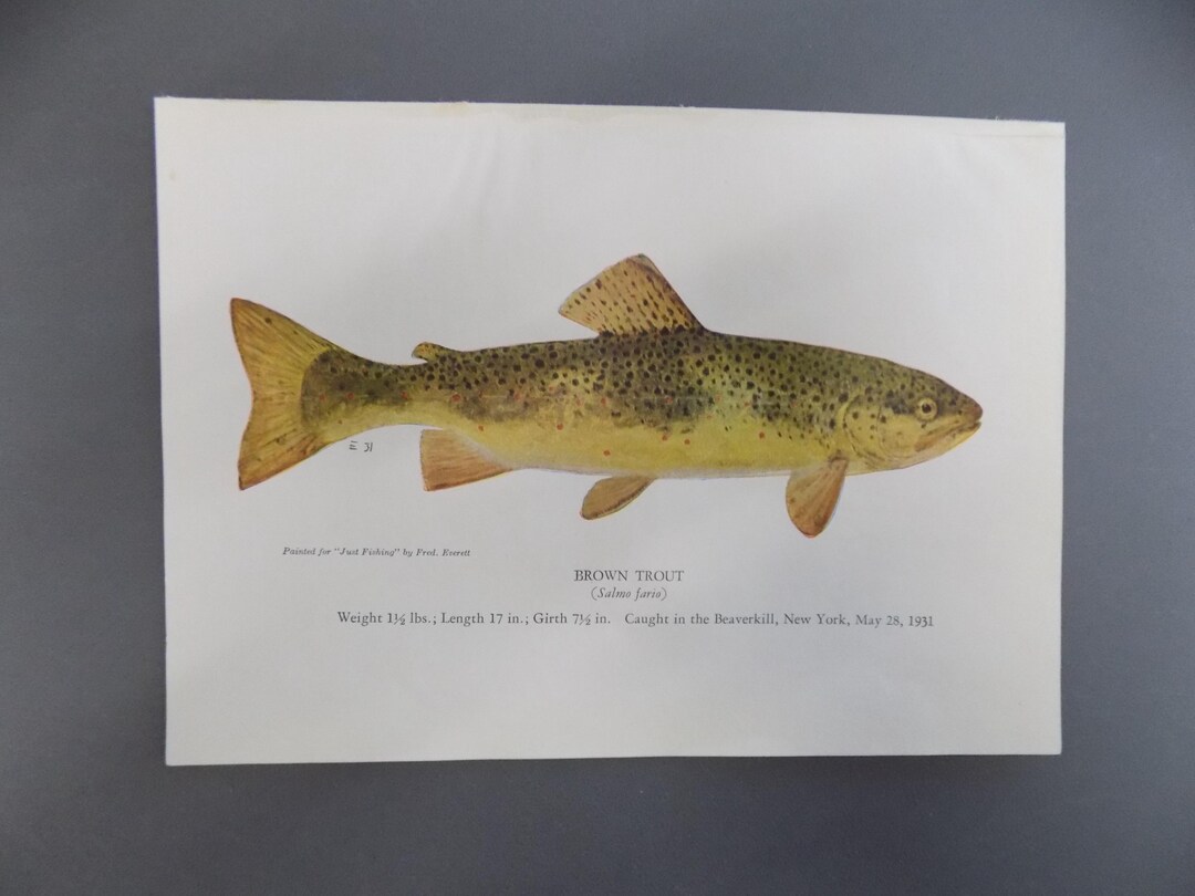 Fish, Brown Trout, Vintage, Ray Bergman, Just Fishing, Authentic Etsy