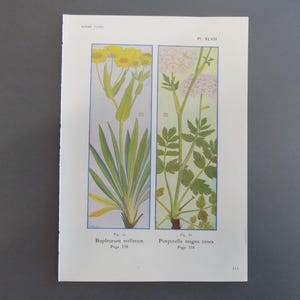 May include: A vintage botanical illustration featuring two plant studies. The left panel showcases a plant with yellow flowers and long green leaves, labeled "Bupleurum stellatum." The right panel depicts a plant with white flowers and green leaves, labeled "Pimpinella magna rosea."