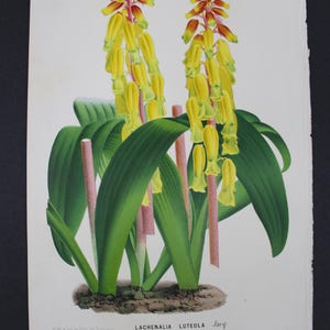 May include: Botanical illustration of Lachenalia luteola flowers. The image features two tall, yellow and orange flower stalks with green leaves. The print includes the scientific name and a small caption.