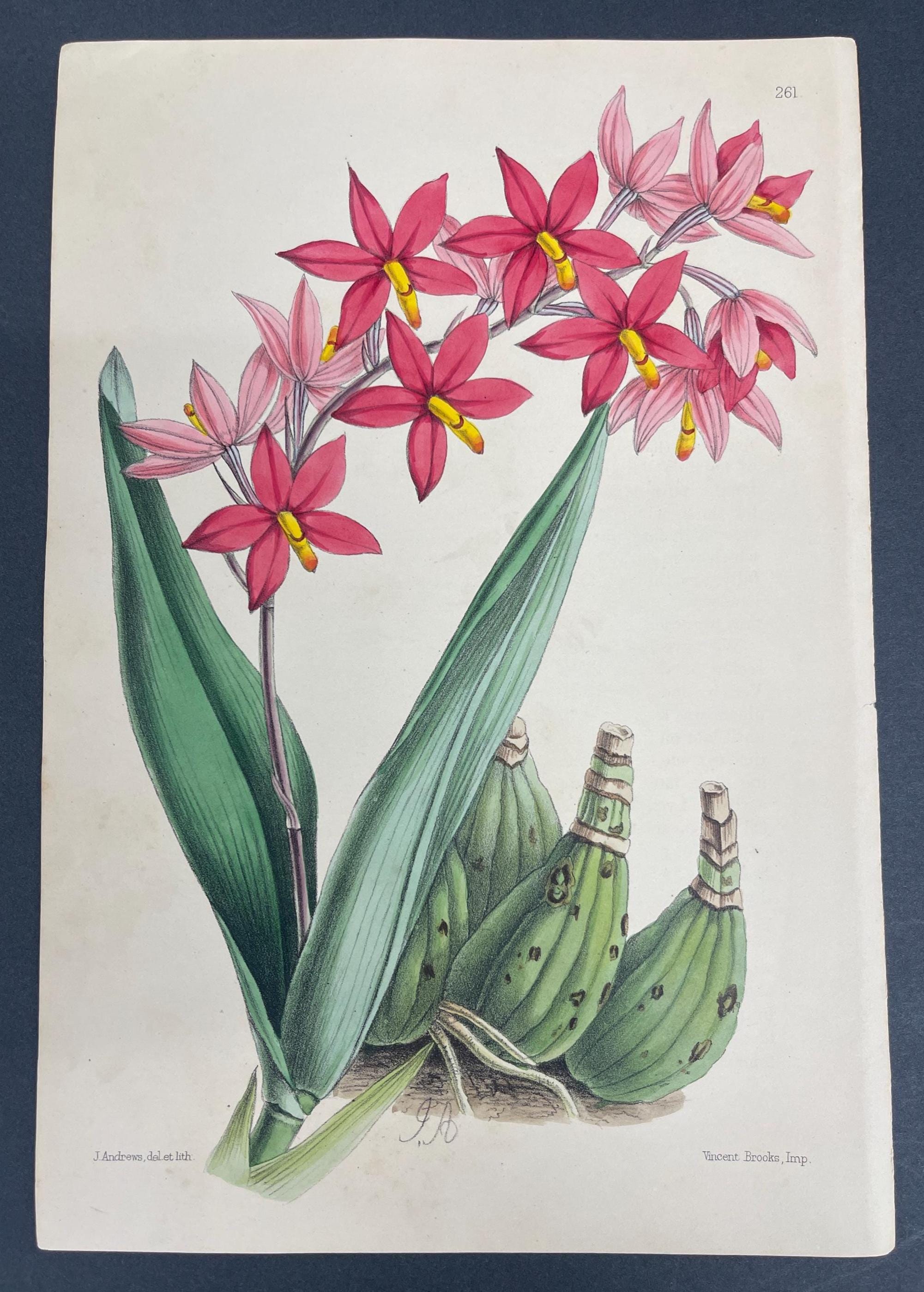 Botanicals, Flowers, Antique Prints, James Andrews, the Floral