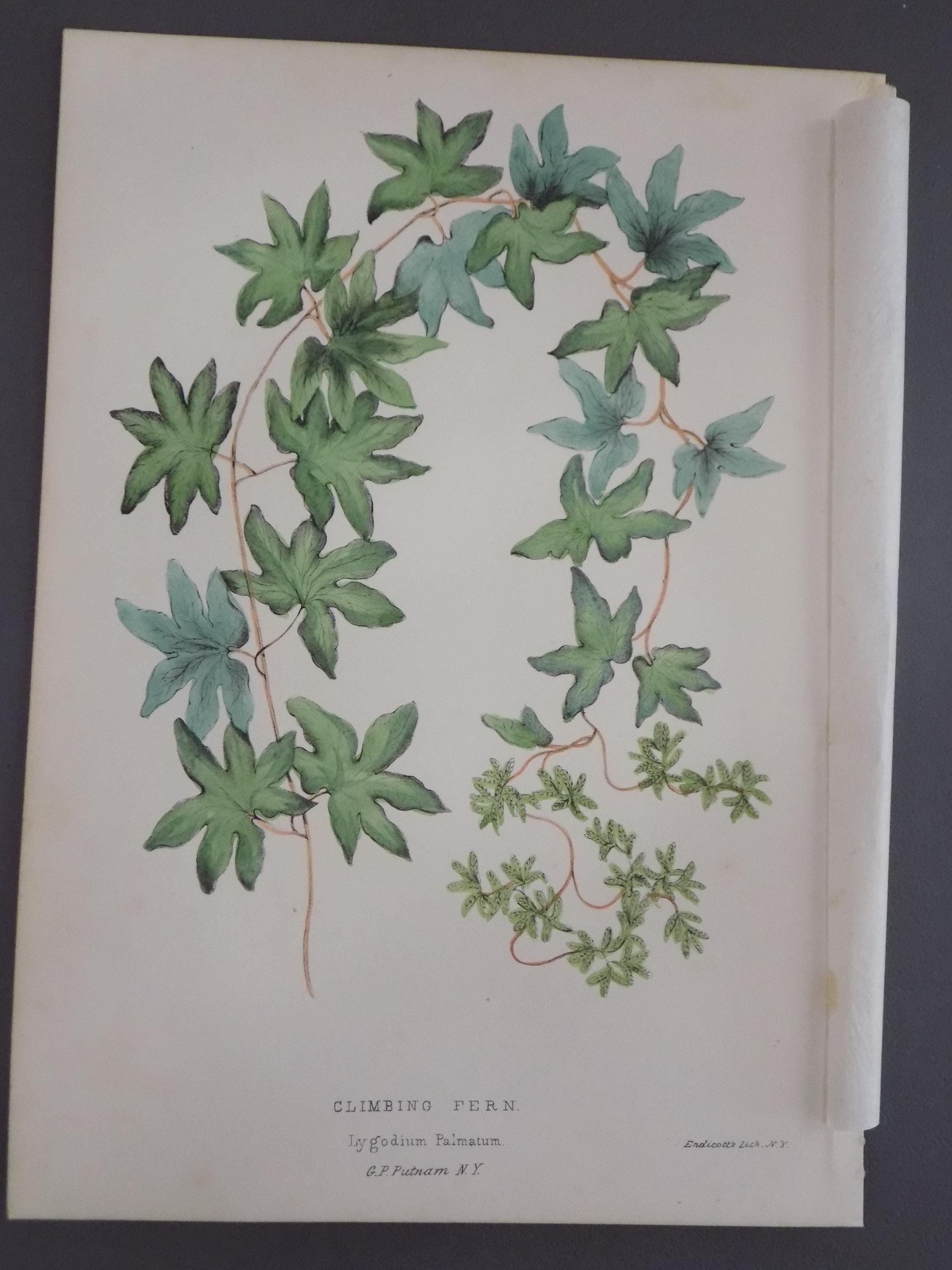 FREE SHIPPING!!!! Antique Botanicals, Hand Colored Prints, Birds, Botanical, Rural Hours, Climbing Fern