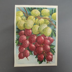 Free Shipping !!! Fruit, Flowers, Nursery Catalog, Vintage, Gooseberry, Gooseberries