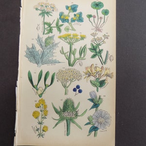 May include: A vintage botanical illustration featuring various plants and flowers, including a holly leaf, mistletoe, honeysuckle, and a thistle. The illustration is in a muted color palette of greens, yellows, and blues.