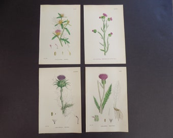 FREE SHIPPING!!!! Thistle, Antique Botanical, Vintage, Antique, Sowerby