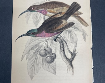 FREE SHIPPING!!!! Birds, Jardine, Naturalist's Ornithology Library, 1840, Hummingbirds, Nectarinia Senegalensis, #11