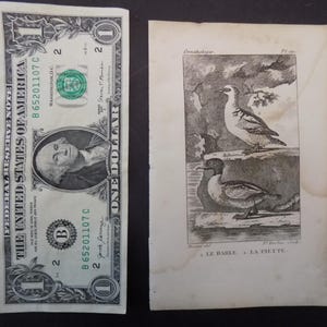 May include: A black and white engraving of two birds. The top bird is a black and white bird with a long beak and a long tail. The bottom bird is a black and white duck with a short beak and a short tail. The engraving is titled "Le Barle - La Piette."