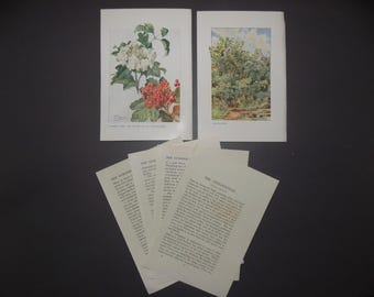 FREE SHIPPING!!!! Trees, Fruit, Botanicals, Nuts, English, Leaves, Antique, Guelder Rose