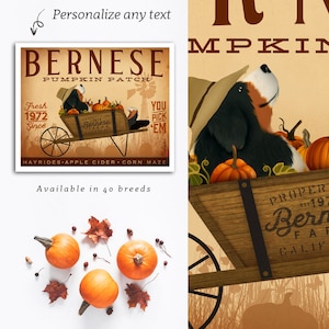 May include: A square print featuring a Bernese Mountain Dog in a wheelbarrow filled with pumpkins, advertising a pumpkin patch. The print includes text that reads "Bernese Pumpkin Patch" and "Fresh 1972 Since". The image also shows pumpkins and fall leaves.