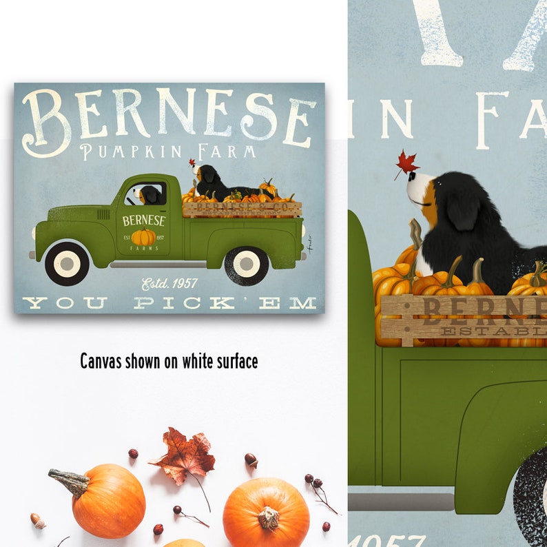 Bernese, berner, bernese mountain dog, pumpkins, fall, autumn, truck, vintage truck, autumn decor, CANVAS image 1