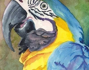 Macaw Art Print of Original Watercolor Painting 8x10