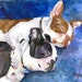 see more listings in the Non Sporting Dog Prints section