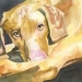 see more listings in the Sporting Dog Prints section