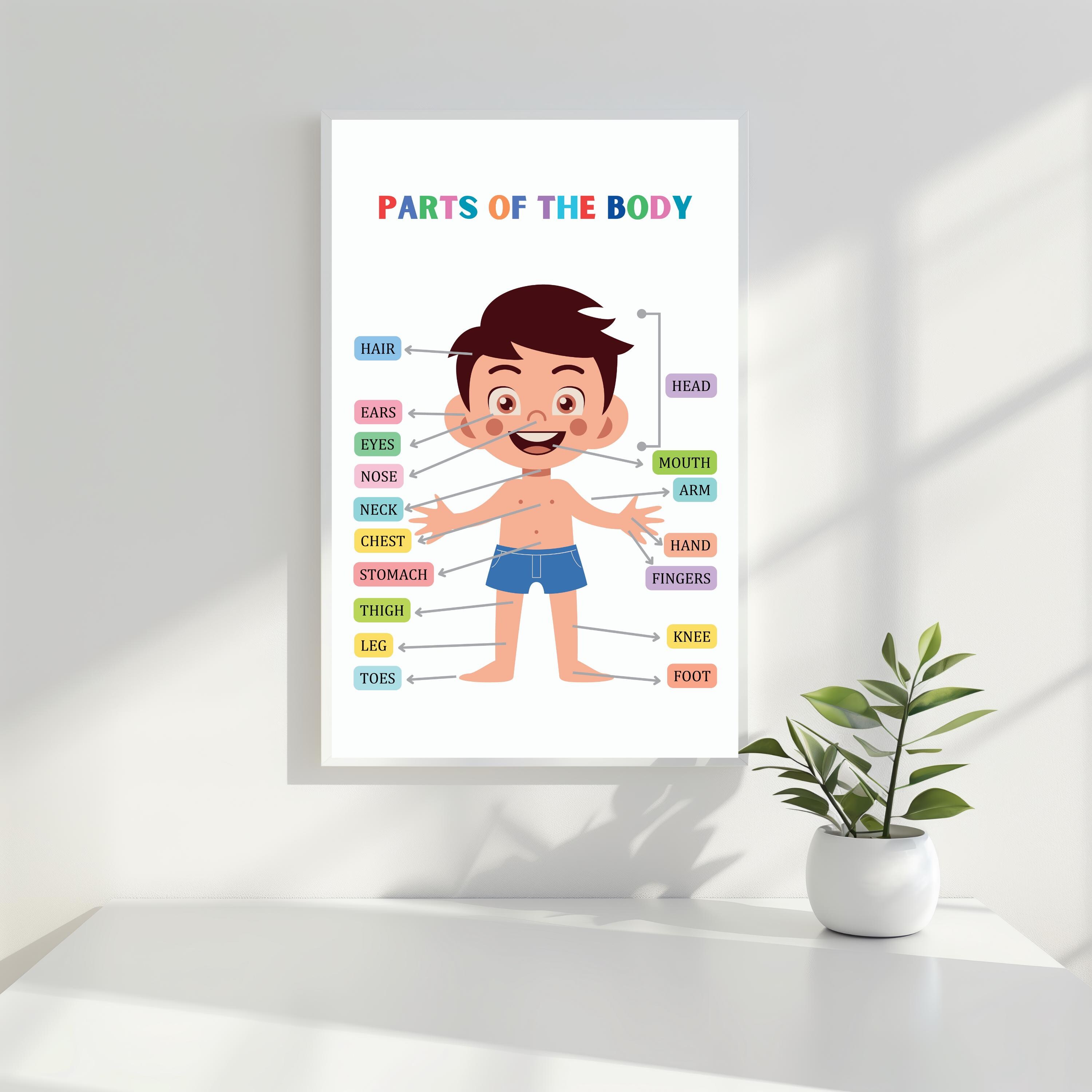 Body Parts Poster, Body Parts for Kids, Body Parts Printable Wall Art ...