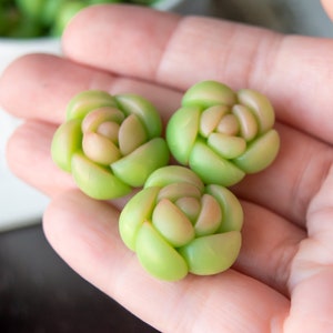 May include: Three small, green and pink succulent plants, resembling miniature roses, are held in a hand.