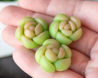 以下が含まれることがあります： 手のひらに、ミニチュアのバラのような、小さく緑色とピンク色の多肉植物が3つ置かれています