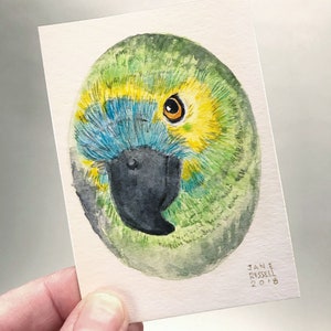 Parrot Tiny Original Watercolor Painting Free Shipping