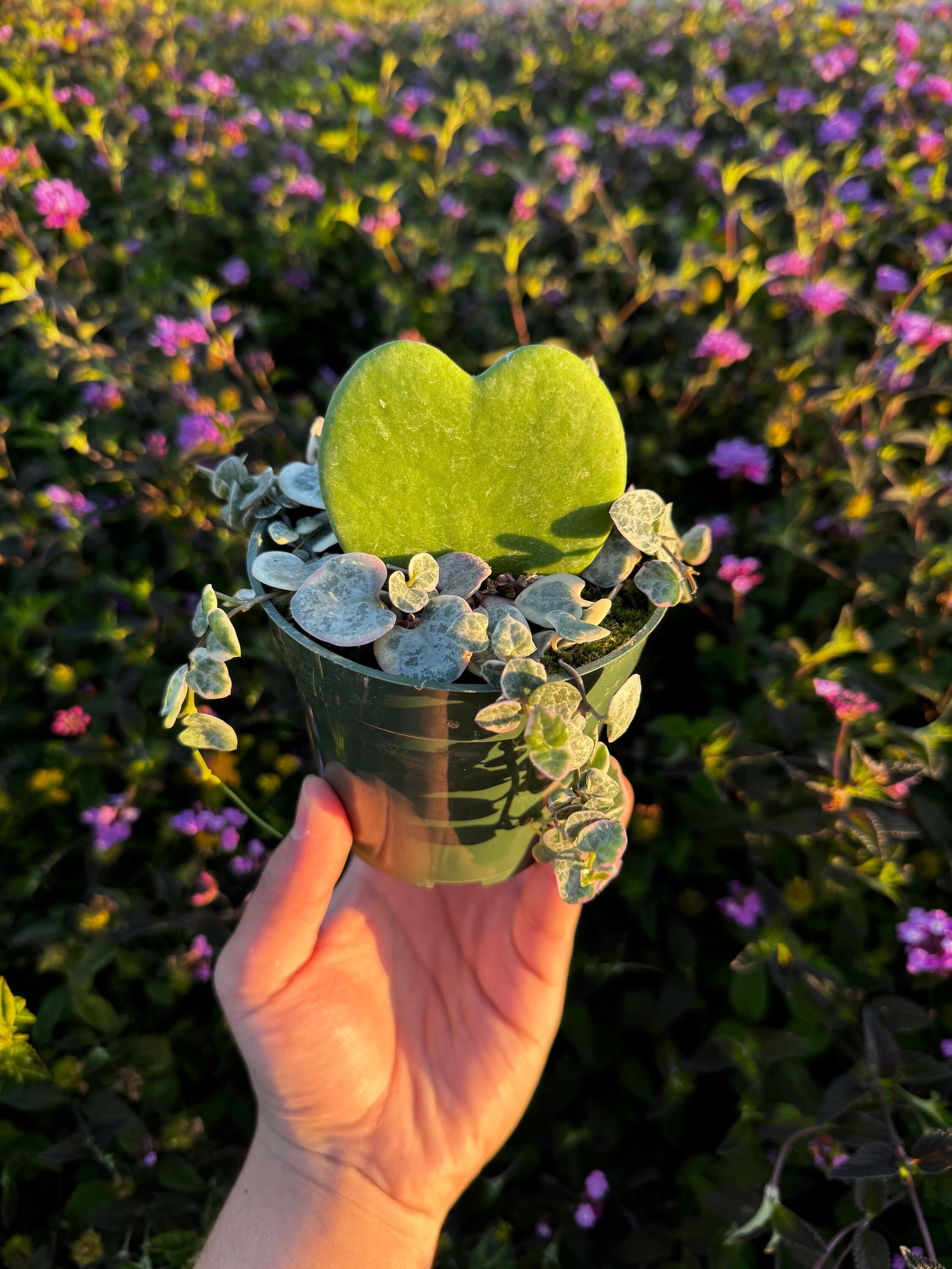Live Hoya Kerri Heart Plant, String of Hearts, Live Plant Etsy