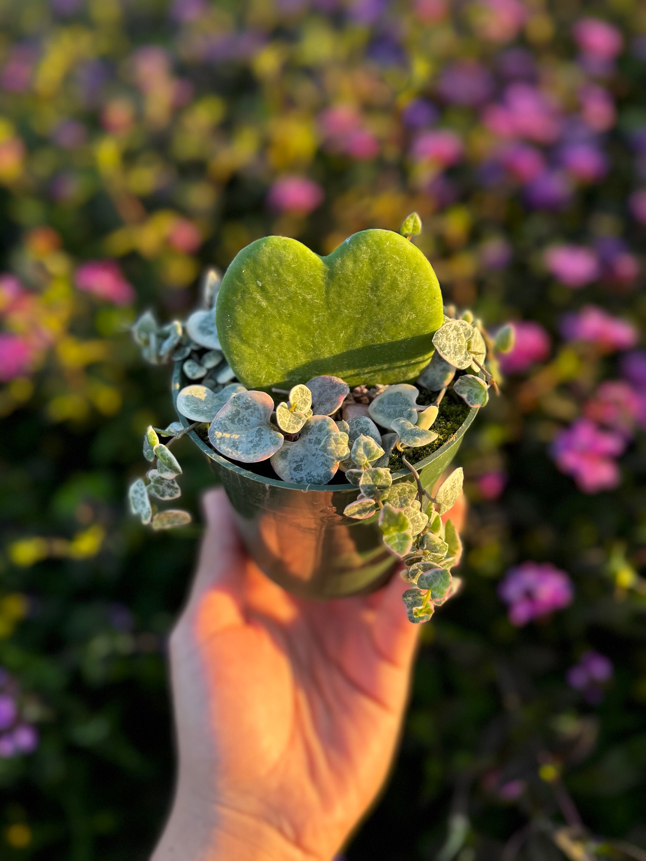 Live Hoya Kerri Heart Plant, String of Hearts, Live Plant Etsy