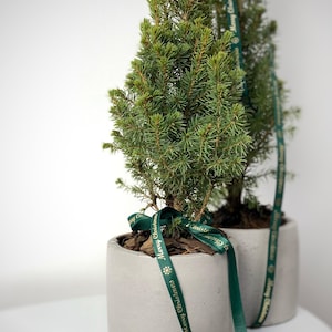 Live Christmas tree in concrete pot. Christmas gift. Potted tree decor