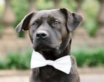 Pajarita blanca para perro - Pajarita formal para perros - Pajarita desmontable para perros - Atuendo de boda para perros - Pajarita blanca para perros - Pajarita blanca