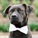 see more listings in the Dog Bow Tie Accessories section